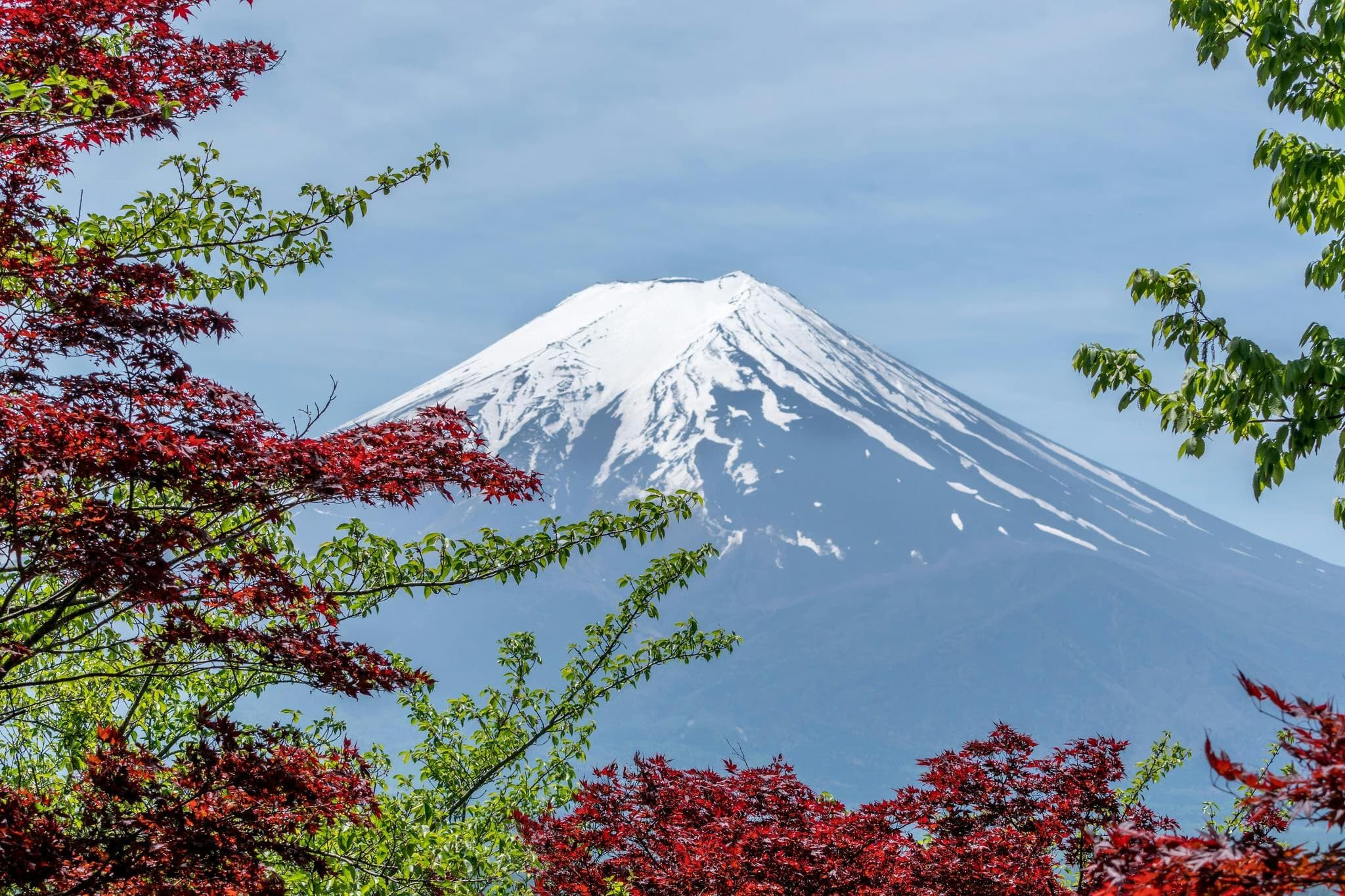 Cherry Blossoms & Culture: Japan