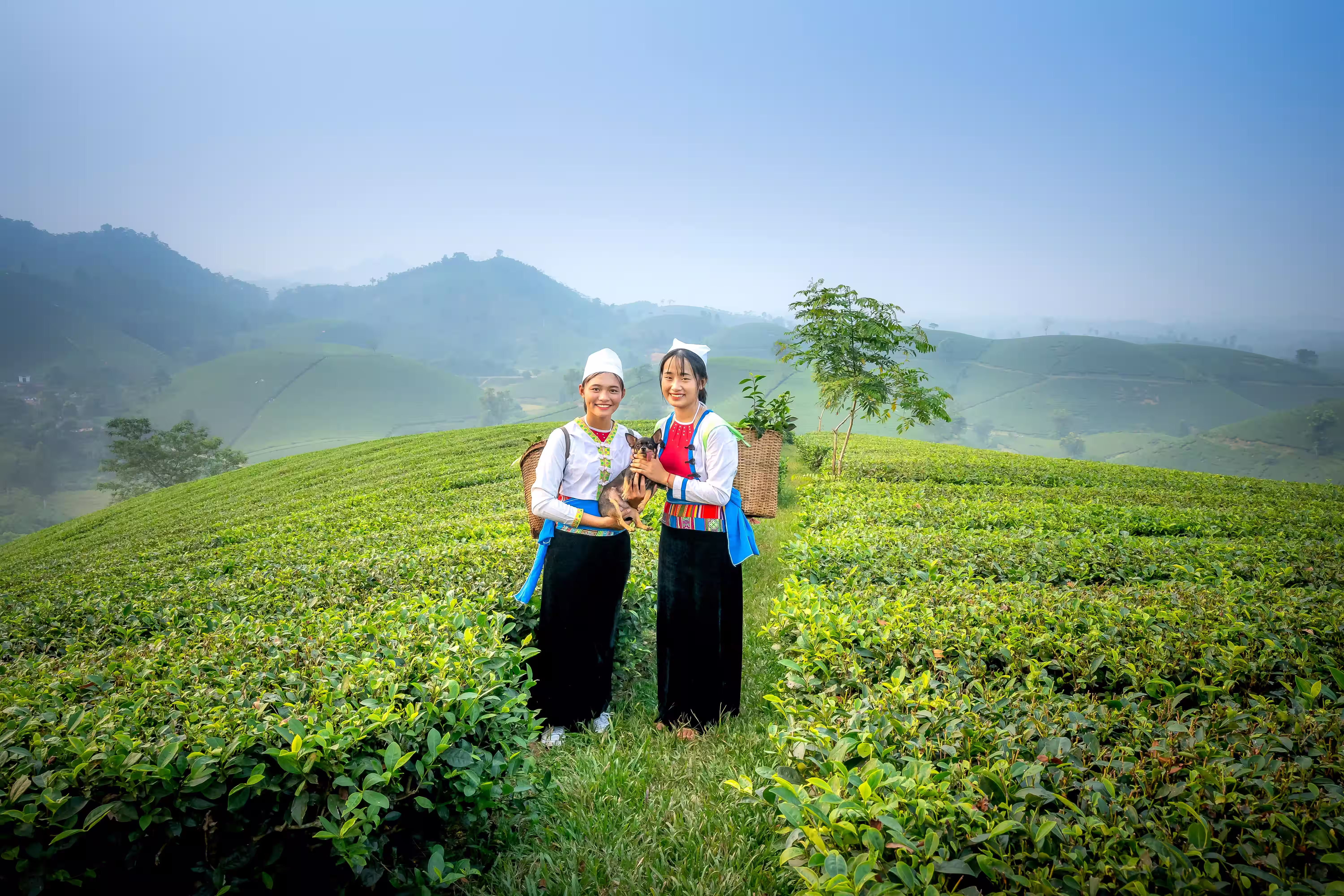 Tea Gardens of Darjeeling